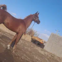 اسب دو سر وارداتی|اسب و تجهیزات اسبسواری|تهران, جوادیه|دیوار