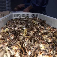 فروش بلدرچین ژاپنی یکروزه ومولد تخمگذار|حیوانات مزرعه|شریف‌آباد, |دیوار