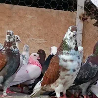 کفتر گرو بندی بارجدید رسید