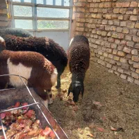 میش و تغل جنس عالی