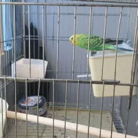 مرغ عشق سللم نر و ماده