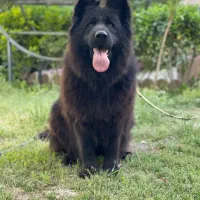 ژرمن بلک وارداتی شجره دار|سگ|کرج, فاز ۱ مهرشهر|دیوار