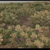 10000متر-زمین-گمرک-بندر-خشک