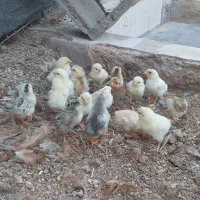 جوجه محلی ۷ روزه|حیوانات مزرعه|امیدیه, |دیوار