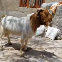 نر بز بوئر ۸۷ درصد