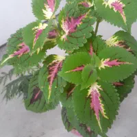 گل شاداب