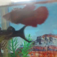 ماهی فایتر|ماهی|کنگاور, |دیوار