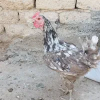 مرغ گلین طوسی