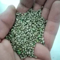 شاهدانه ریز