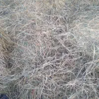 فروش علوفه گآوی