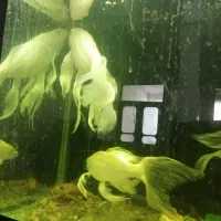 ماهی کوی سوپربال|ماهی|ملک‌آباد, |دیوار