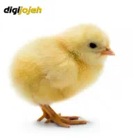 استخدام کارگر ساده جهت کار در مرغداری گوشتی