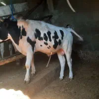 گوساله