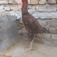 بوقلمون وغاز