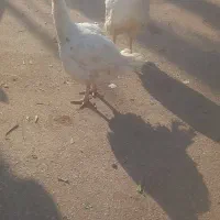 بوقلمون بیوتی ۶گوشتی