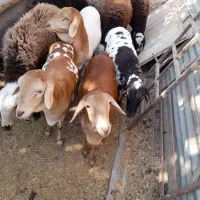 بره ماده پارسالی نژادبرشن عمانی اصل