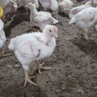 کود مرغ از سالن|خدمات باغبانی و درختکاری|تربت جام, میان جام|دیوار