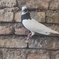 کبوتر طوقی