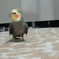 دو تا جوجه عروس فروشی