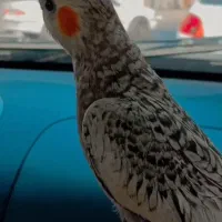 عروس هلندی گمشده