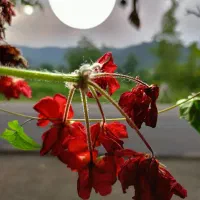 راهنمایی در مورد اسکان