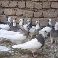 سی تا طوقی نر و ماده|پرنده|تهران, امام زاده حسن|دیوار