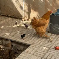 مرغ برهما با جوجه