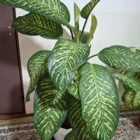 گل طبیعی دیفن پر پشت|گل و گیاه طبیعی|بانه, |دیوار