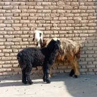 میش و بره|حیوانات مزرعه|گتوند, |دیوار