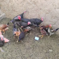 بوقلمون برنزه|پرنده|خواف, |دیوار