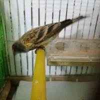 گلبسر نر گلدار زعفرونی دهن سره|پرنده|تهران, صد دستگاه|دیوار