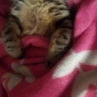 گربه گم شده|حیوانات|زاهدان, |دیوار