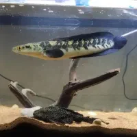 چانا یلو مارو