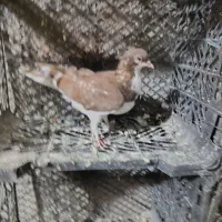 کبوتر مفت|پرنده|کازرون, |دیوار