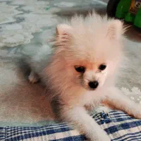 پامر عروسکی|سگ|شاهرود, |دیوار