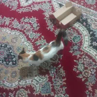 واگذاری گربه خانگی|گربه|یزد, |دیوار