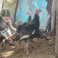 بوقلمون و غاز  بخونید