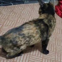 بچه گربه گمشده|حیوانات|خمینی‌شهر, |دیوار