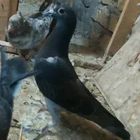 کبوتر مسافتی