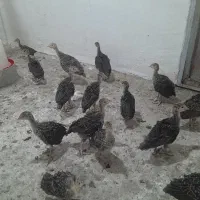 فروش جوجه بوقلمون برنز ۴۵ روزه و ۳۰ روزه