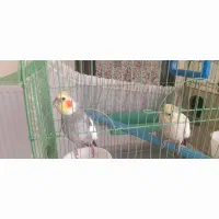 عروس هلندی مولد دستی|پرنده|محلات, |دیوار