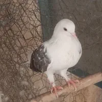 کبوتر
