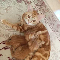 واگذاری گربه دی اس اچ|گربه|کرمان, |دیوار