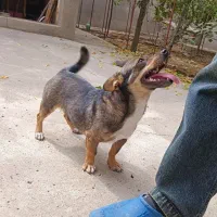 سگ پاکوتاه