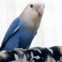 یه جوفت کوتوله کار داده
