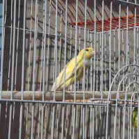 دو جفت مرغ عشق و یک عدد قناری ماده آماده|پرنده|خوی, |دیوار