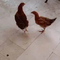 مرغ وخروس