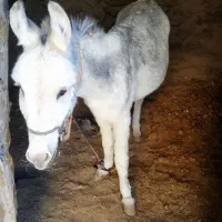 فروش خر الاغ|حیوانات مزرعه|مود, |دیوار