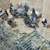 پلاکی و طوقی