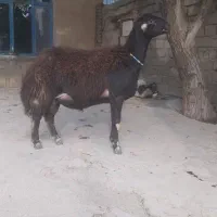 بره قوچ قره چال ۱سال